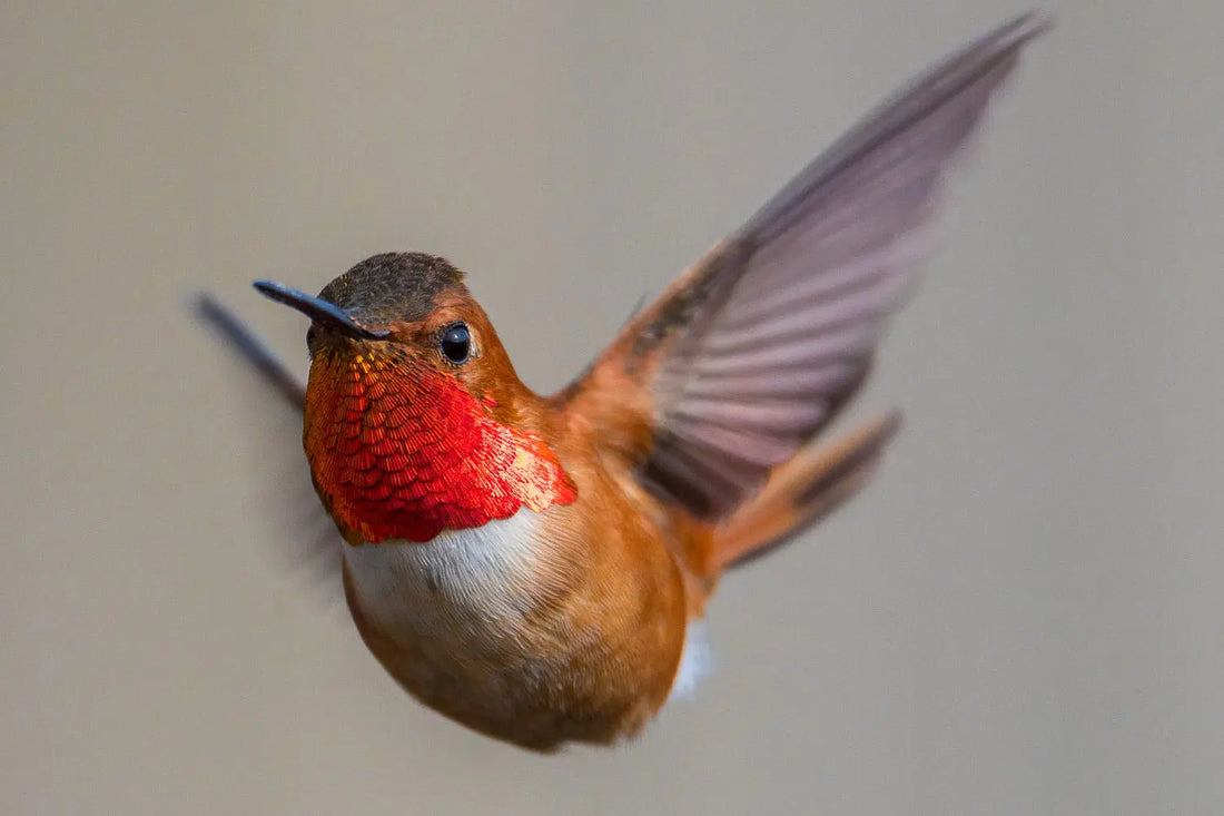 The Two Best Hummingbird Feeders That I Swear By