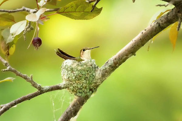 Hummingbird Nests: Secrets of the Ultimate Tiny Homes