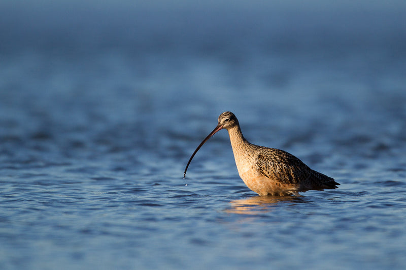 Long-billed Curlew wading in blue water in low golden light, its long bill curving down