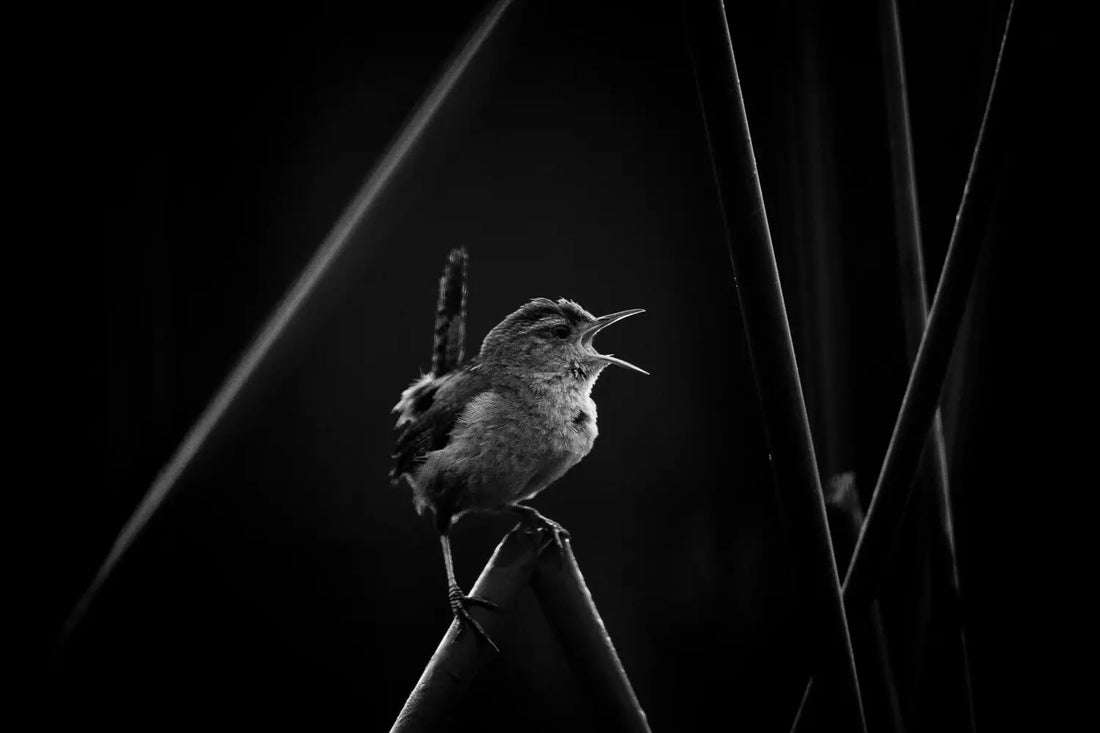 20 Wildlife Photo Contests to Enter (2025)