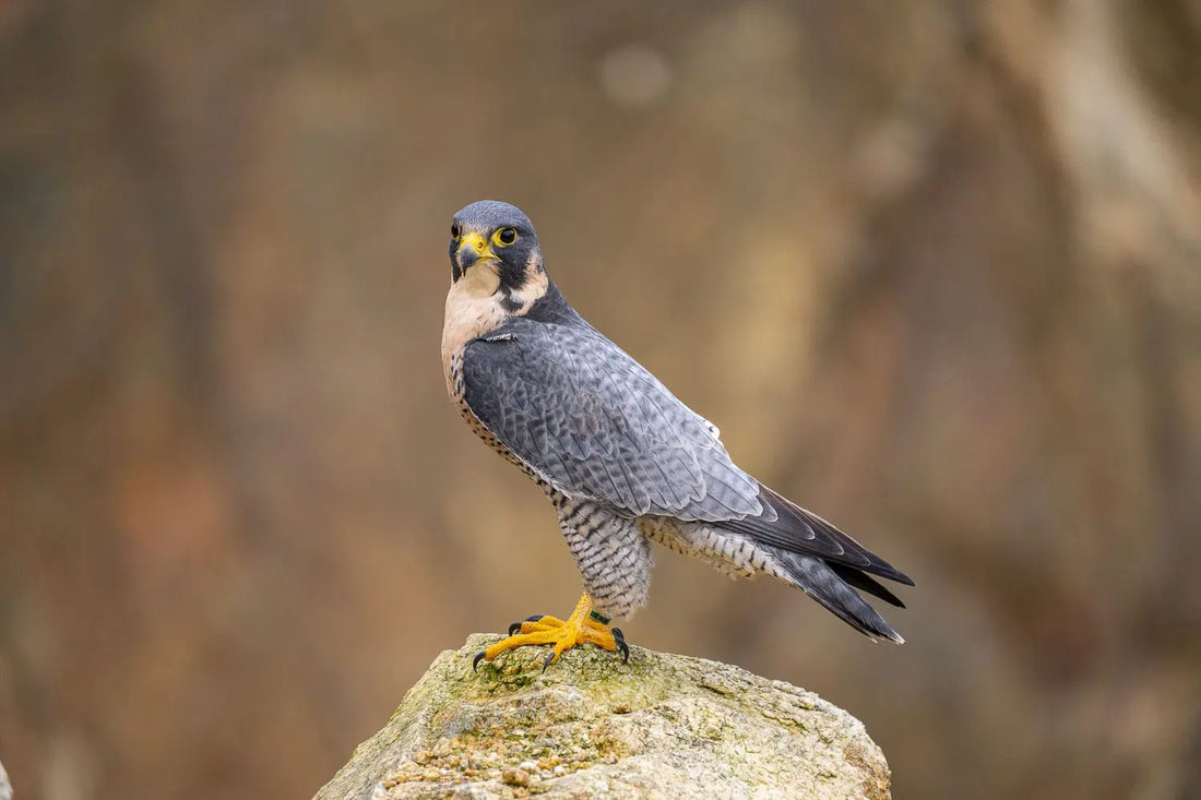 Falcon vs. Hawk: A Birdwatcher’s Guide to Raptor Identification