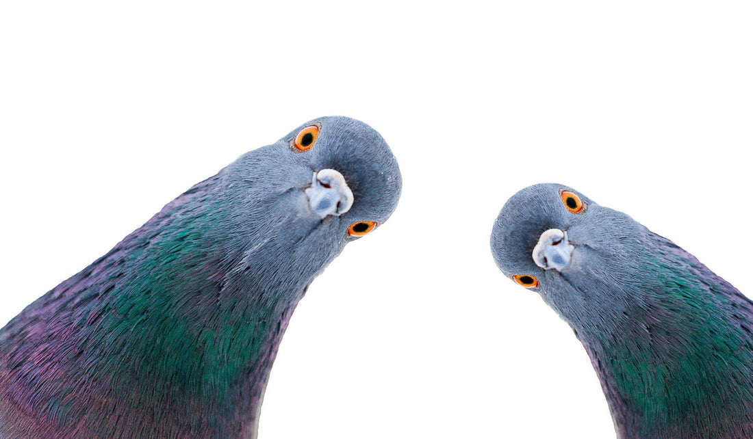 Dove vs Pigeon: What's the Difference? (Spoiler: It's Complicated)