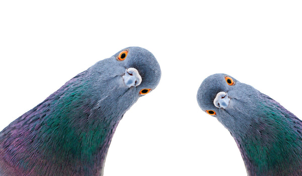 Dove vs Pigeon: What's the Difference? (Spoiler: It's Complicated)