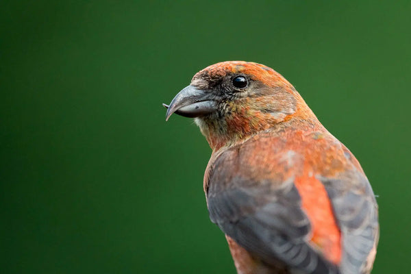 How to Keep a Bird List: A Practical Guide
