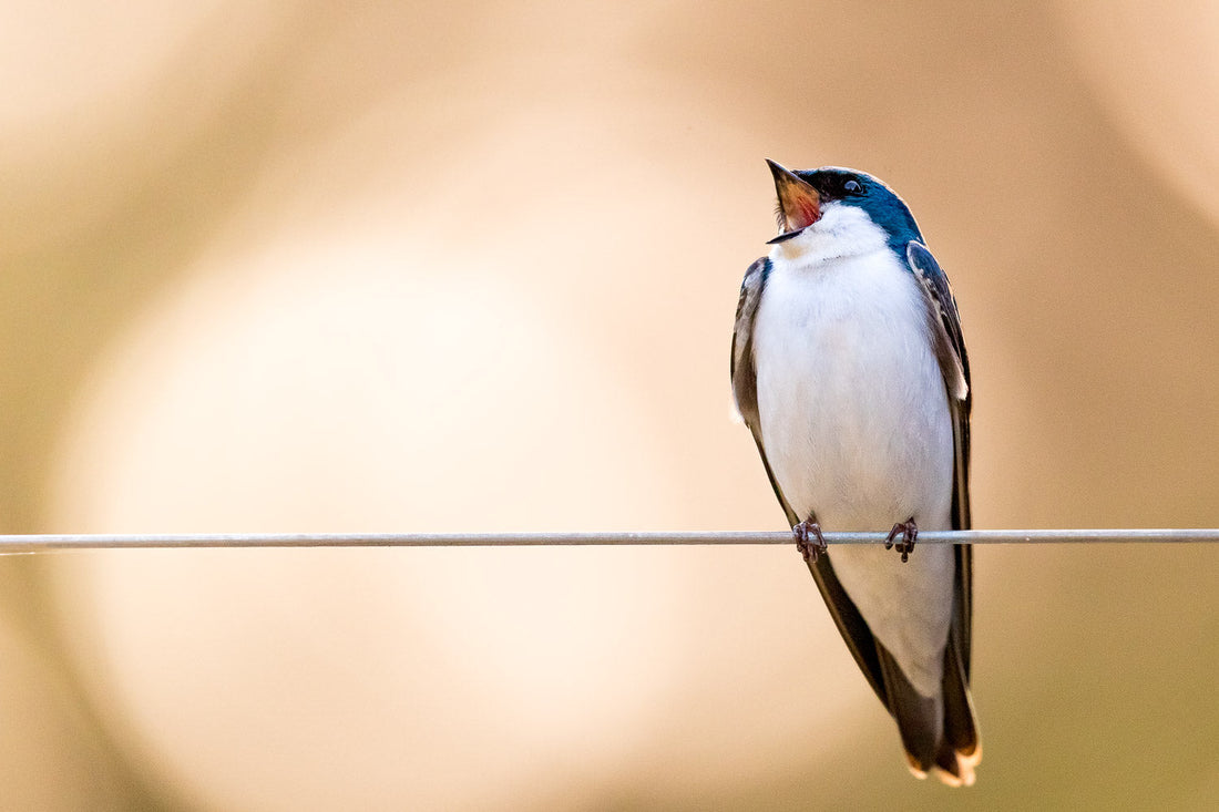 Why Do Birds Chirp in the Morning?