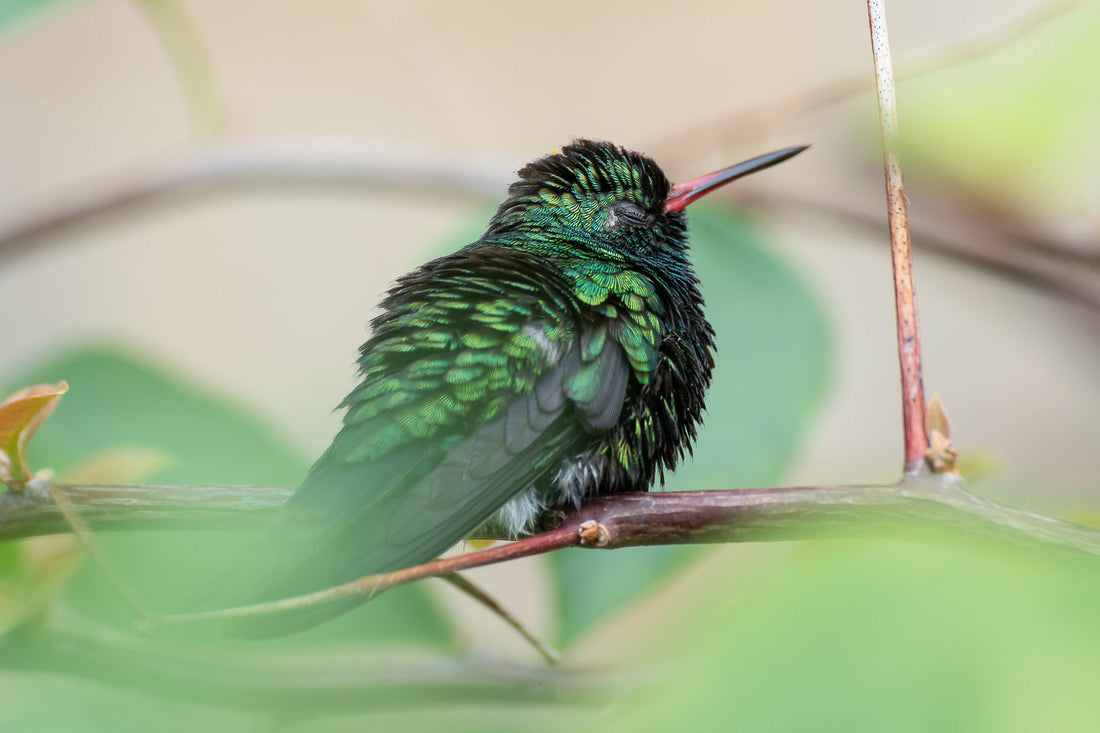How Do Birds Sleep? (And Can They Really Nap Mid-Flight?)