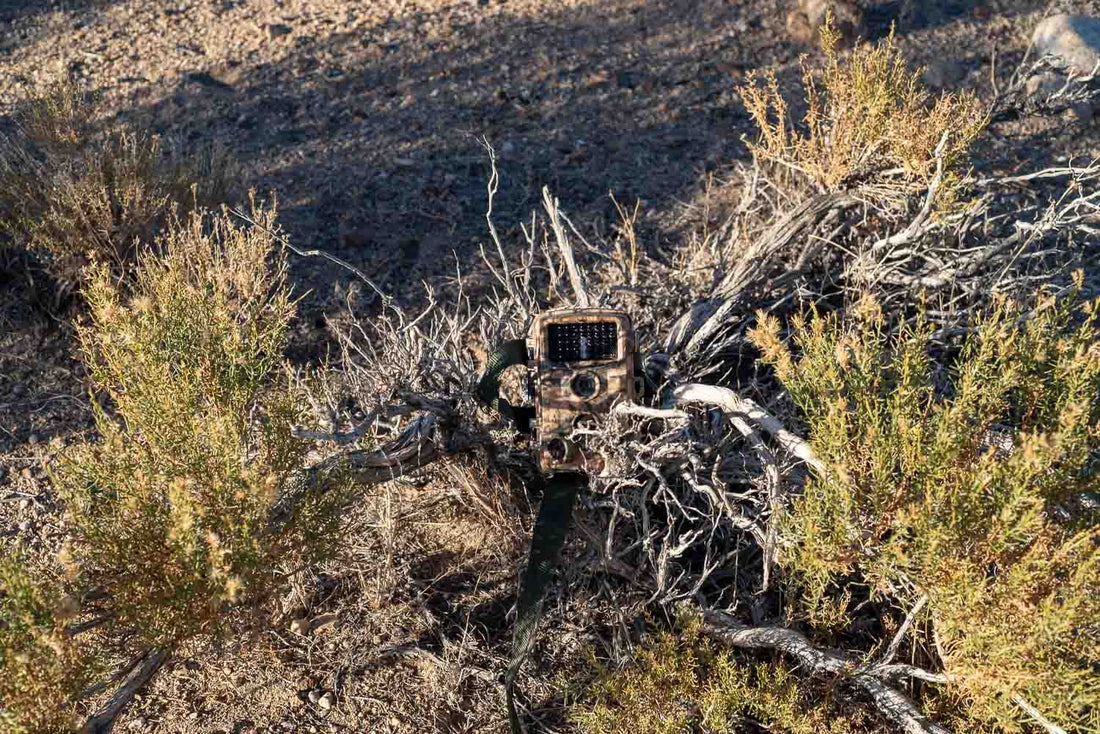 Trail Cameras for Beginners: A Complete Buying Guide