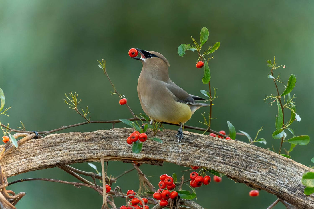 Do Birds Have Taste Buds?